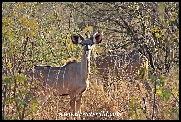 Kudu youngster