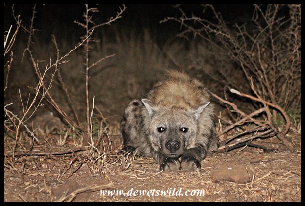 "Our pet" hyena :-)