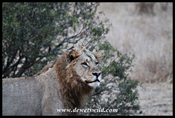 Early morning lion on the S100