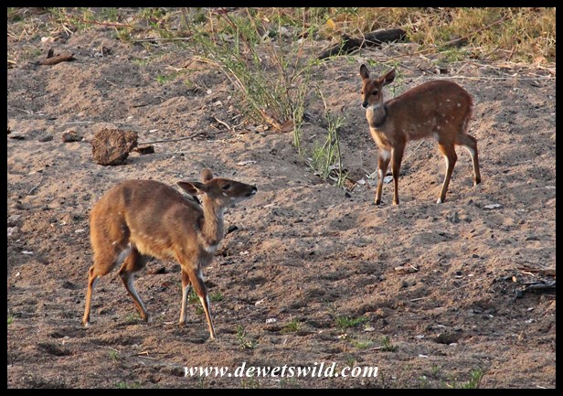 Bushbuck in the Nwanetsi River