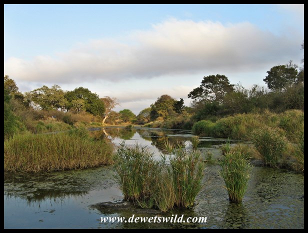Crossing the Nwanetsi Spruit