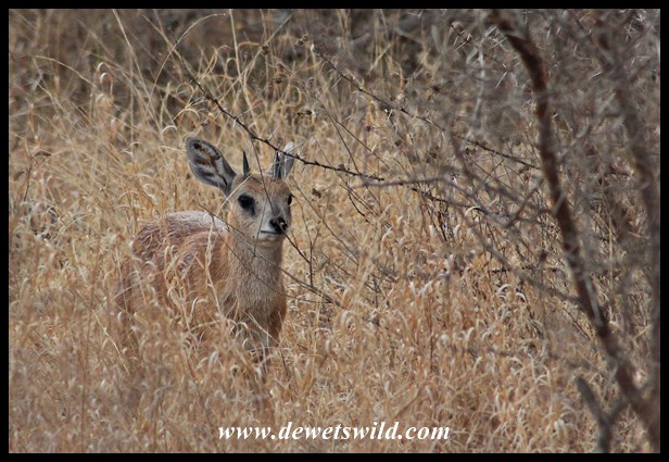 Sharpe's Grysbok near Nwanetsi