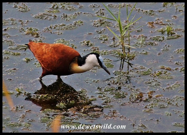Jacana at Sweni Hide