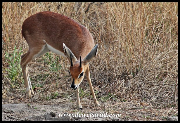 Steenbok