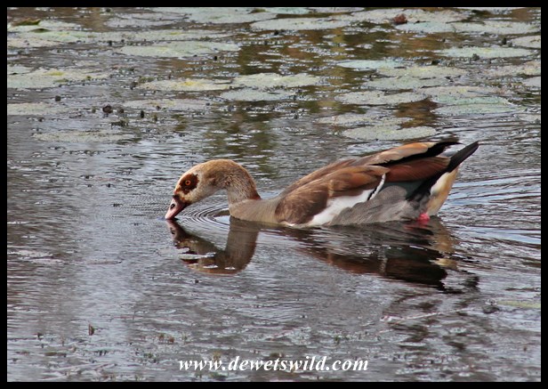 Egyptian Goose at Sweni Hide