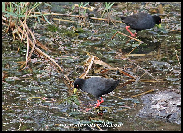 Black crakes at Sweni Hide