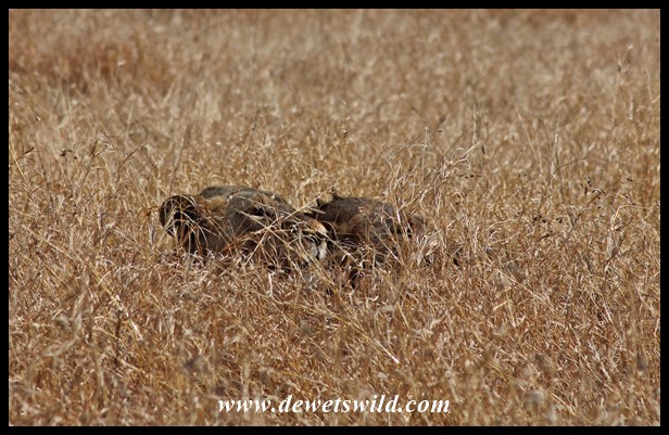 Hiding in the long grass