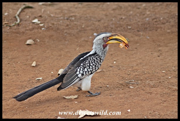 Yellow-billed hornbill at Tshokwane Picnic Spot