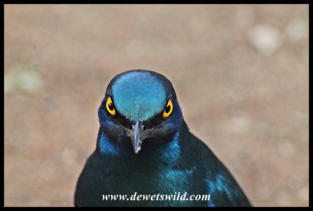 Starling at Tshokwane Picnic Spot