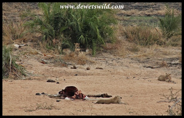 The lions were still feeding on their giraffe the next day
