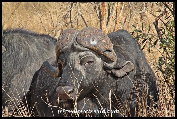 Buffalo with malformed horn