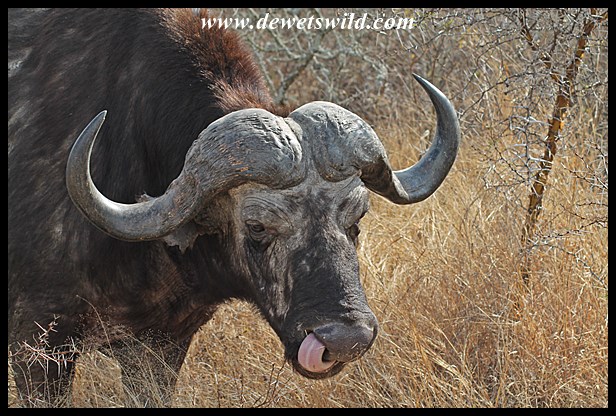 Old buffalo bull, just outside Skukuza