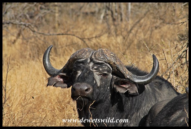Much more handsome buffalo specimen