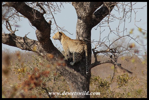 Leopard in tree, at Ximangwaneni Dam