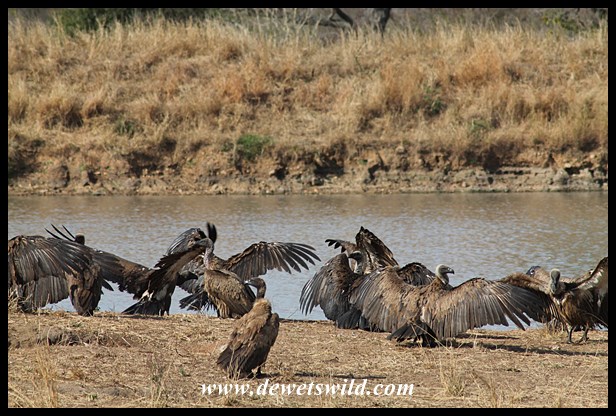 Vultures at Ximangwaneni Dam