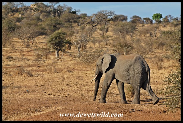 Elephant walking to Girivana waterhole