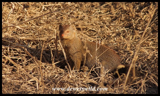 Slender mongoose at Girivana waterhole