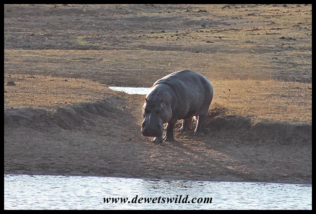 Hippo antics at Nsemani Dam