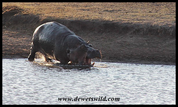 Hippo antics at Nsemani Dam