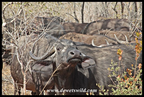 Buffalo herd, near Mantimahle Dam