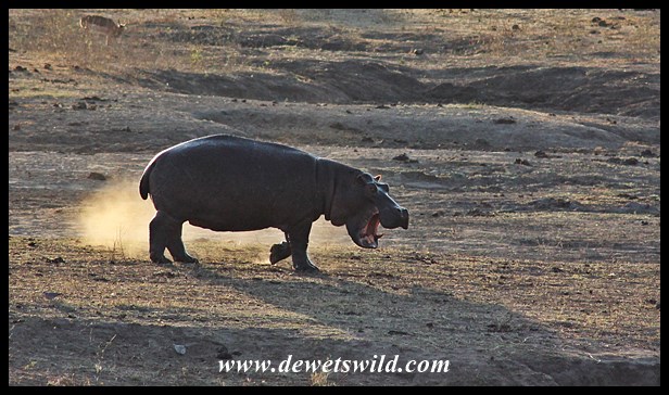 Hippo antics at Nsemani Dam