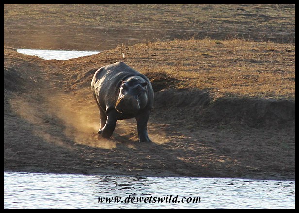 Hippo antics at Nsemani Dam
