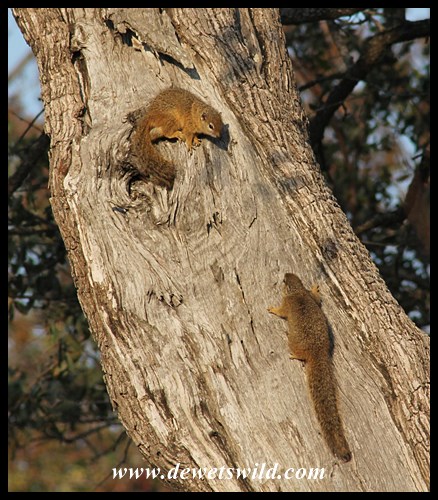 Tree squirrels squabbling next to the Timbavati