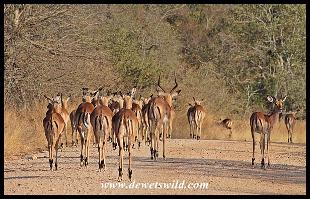 Impala; Kruger's McDonalds