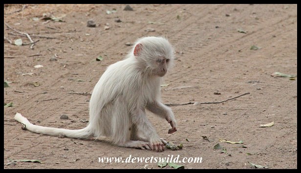 Timbavati's white vervet monkey