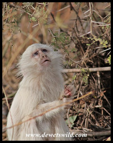 Timbavati's white vervet monkey