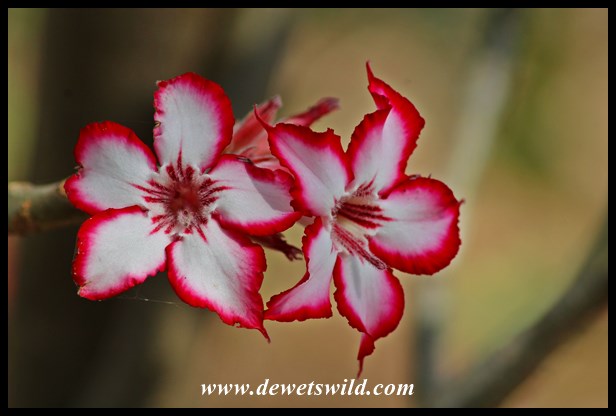 Beautiful impala lily flowers
