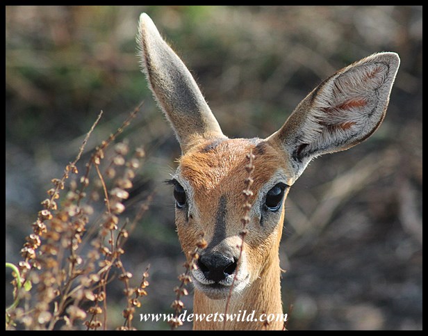 Steenbok