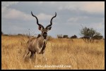 Magnificent Kudu seen near Mavumbye