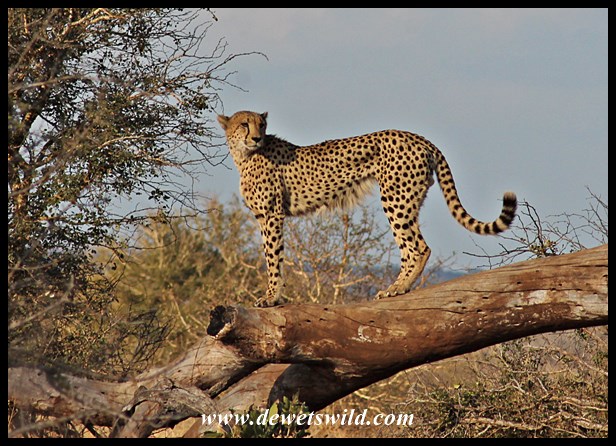 Cheetah on the lookout, Gudzani Road
