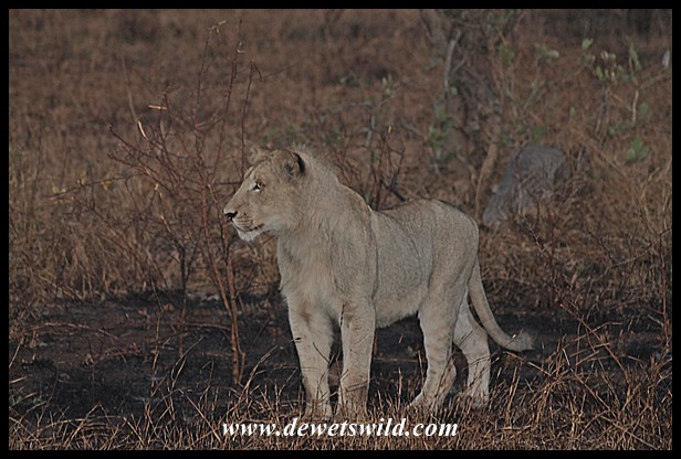 More lions, this time just north of Satara