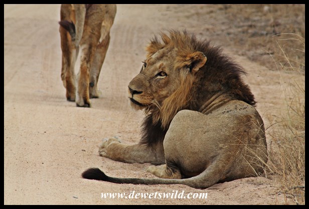 Lions, seen at Olifantsdrinkgat