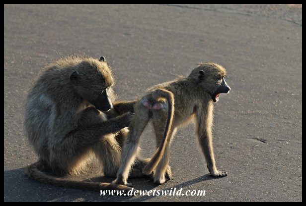Baboon family life