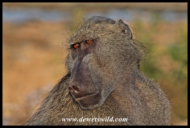 Male baboon