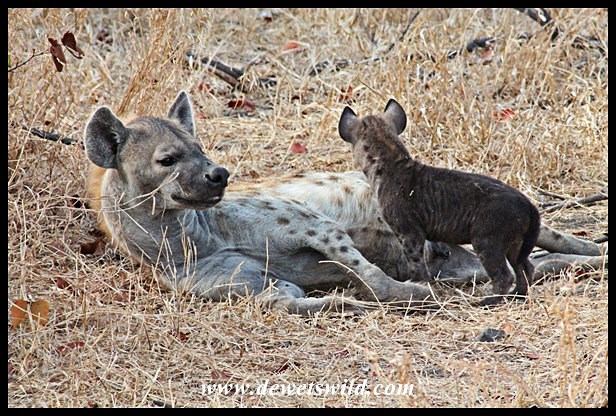 Hyenas at their den just outside Letaba