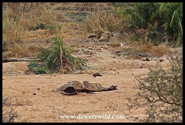 Lions on giraffe kill, very close to Tshokwane