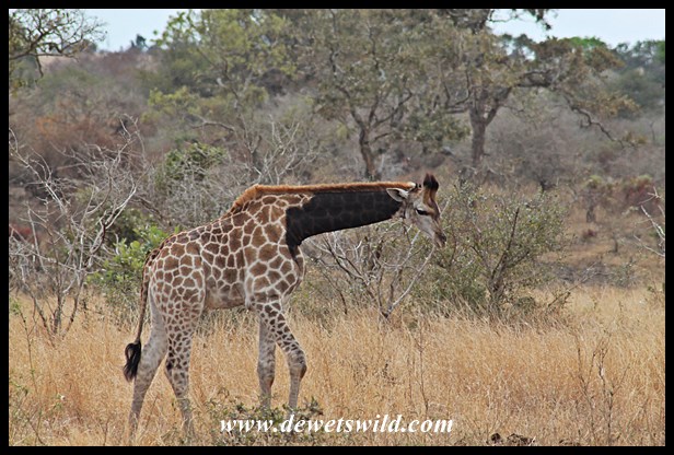 Giraffe with unique markings, close to Tshokwane