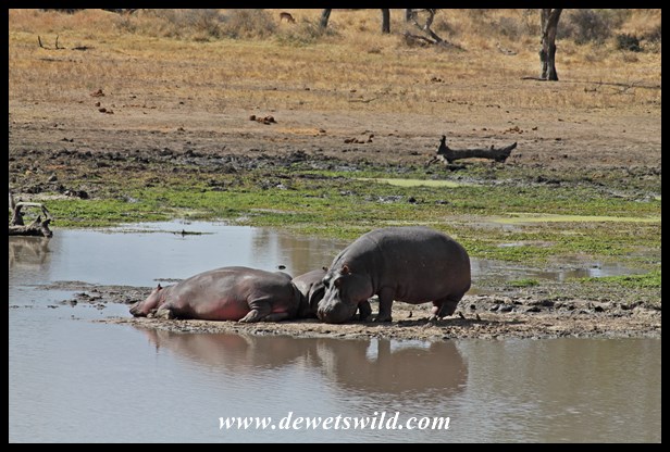 Hippos at Mazithi Dam