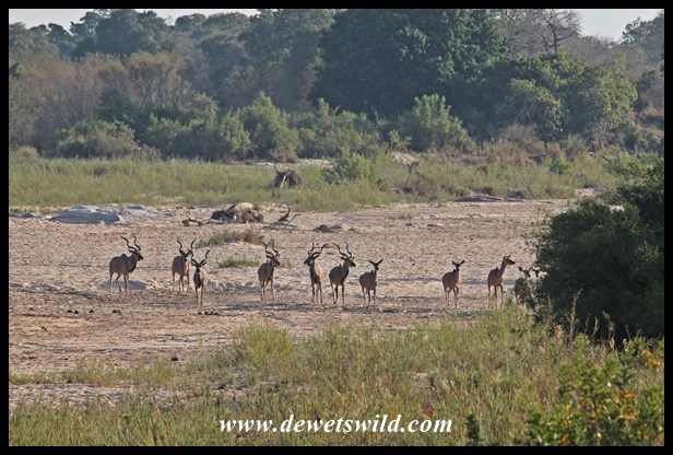 Kudu crossing a sandbank in the Sabie River