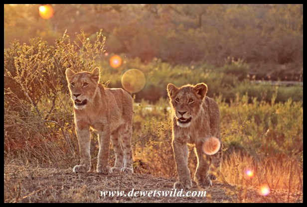 Memorable lion sighting near Skukuza, 3 August 2014