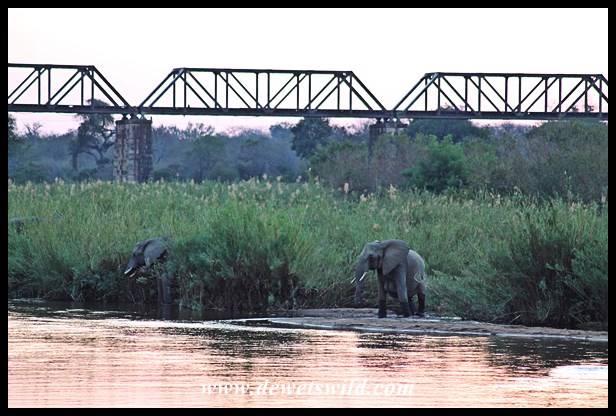 Elephants in the Sabie, Skukuza's iconic railway bridge in the background