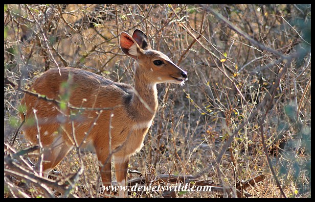 Bushbuck are common near Skukuza