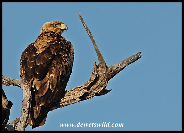Eagle on the lookout