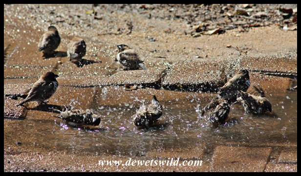 Mannikins making the most of a temporary puddle in camp