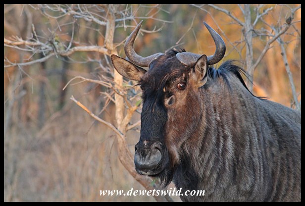 Blue wildebeest at Renosterpan