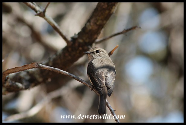 Flycatcher in camp